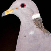 Band-tailed Pigeon